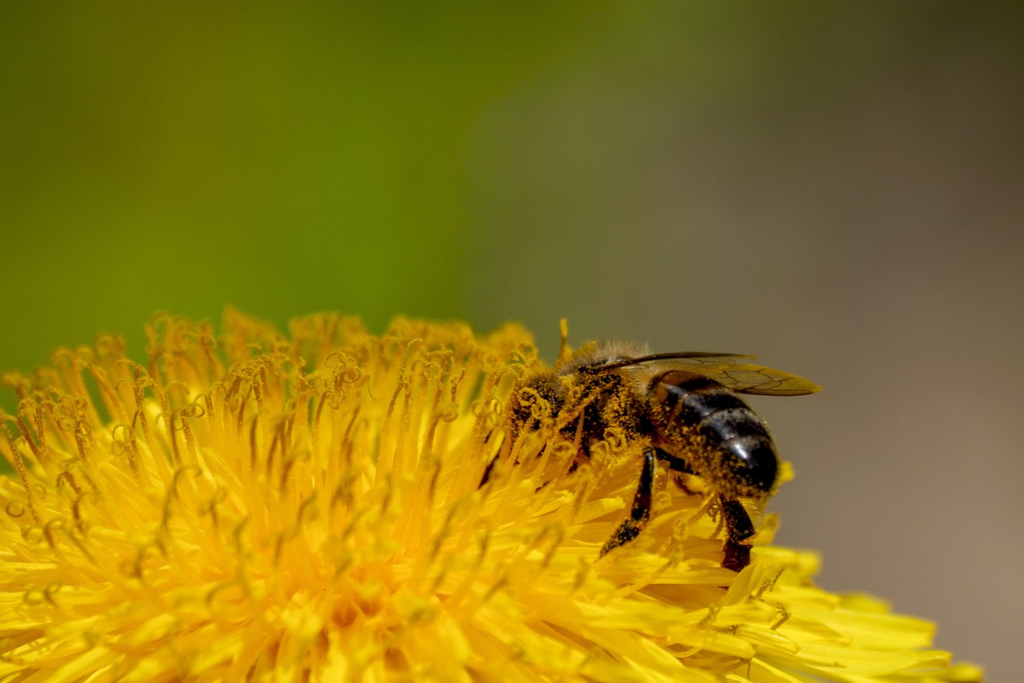 Įgėlus bitėms, širšėms, vapsvoms įprastinė audinių reakcija įgėlimo vietoje: aštrus skausmas, patinimas, šie simptomai dažniausiai išnyksta per kelias valandas.<br>V.Ščiavinsko nuotr.