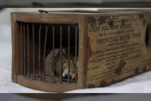 Apie ilgaamžius daiktus: spąstai suveikė ir po 155 metų