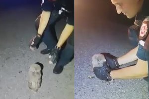 Vidury kelio užmigęs apuokas privertė sustoti į įvykį skubėjusius Ukmergės policininkus