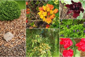 Anykštėno kolekcijoje – per 10 tūkst. augalų, jais grožisi ir didžiuojasi visas kraštas 