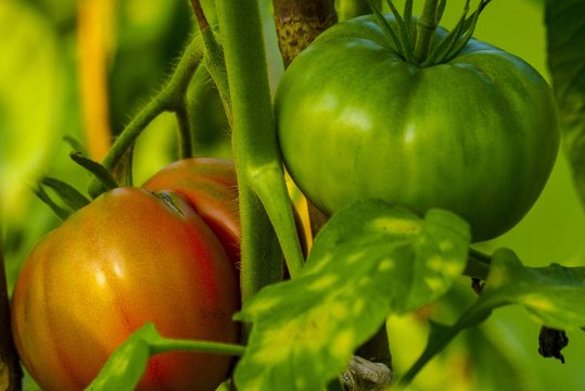 Pirmą pomidorų kekę patariama nuskinti dar nenunokusią