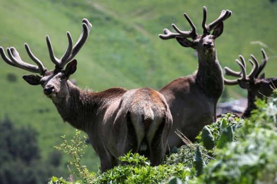 Indianoje trys elniai pagyvenusią moterį įkalino jos bute
