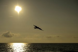 Vienam Palangos paplūdimiui skirtas specialus statusas: šią vasarą į jį plūs visi