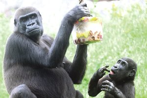 Zoologijos sodo gyventojai nuo karščio bangos gelbėjami šaldytais vaisiais