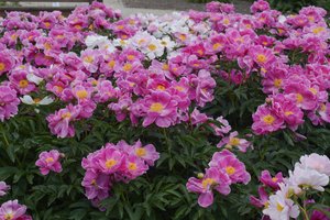 Botanikos sodas Kaune pražydo bijūnais – sukasi galva ten nuo grožio