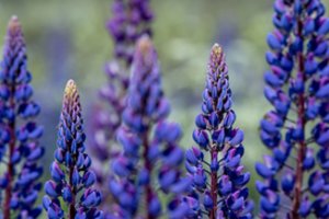 Žydi gražiai, bet yra nevaldomi: kaip kovoti su lubinų plitimu