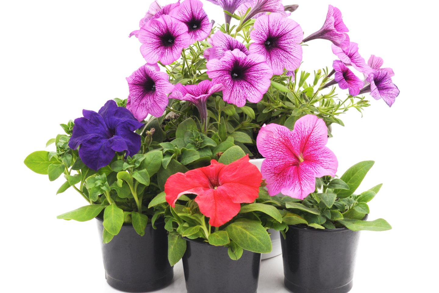  Svyrančios gėlės yra puiki sodybos ar balkono puošimo alternatyva.<br> 123rf.com asociatyvioji nuotr.