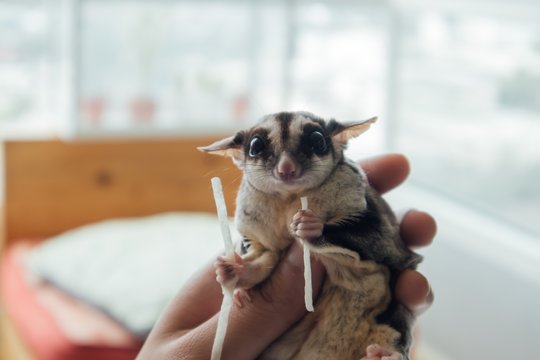Apie tokį naminį gyvūnėlį daugelis nepagalvojo: drąsiai perskrenda kambarį ir gali loti kaip šuo