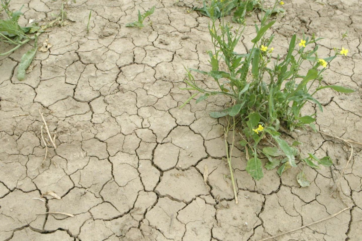 Žemės ūkio ministerija kompensuos žemdirbiams dėl 2018 m. sausros patirtus nuostolius. <br>S.Bagdonavičiaus nuotr.