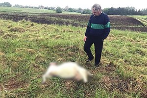 Vilkai baigia išpjauti vargšo pensininko ožkų bandą