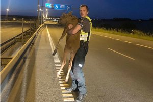 Saugiai pereiti judrų greitkelį briedžiukui padėjo atskubėję policininkai