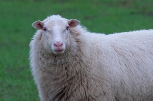 Lietuvos įmonėse ir toliau mažėja avių skerdimų