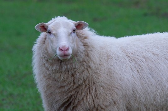 Lietuvos įmonėse ir toliau mažėja avių skerdimų