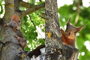 Kėdainiečių kieme apsigyveno voverių šeimynėlė