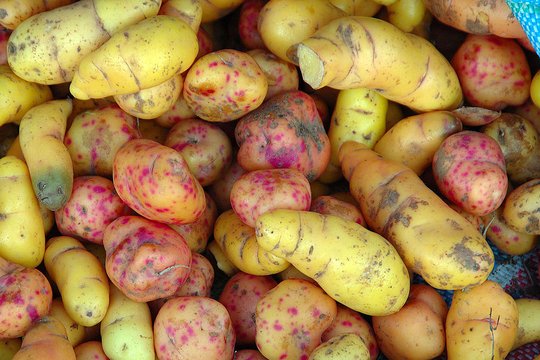 Kiškio kopūsto gumbai – didumo sulig kriauše