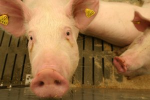 Suvalkijoje užfiksuotas antrasis afrikinio kiaulių maro židinys