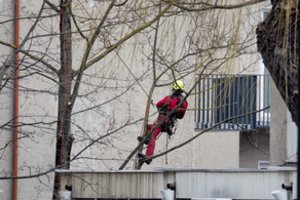 Seimo nariai pritarė siūlymui: prie miestų medžių artinsis ne bet kas