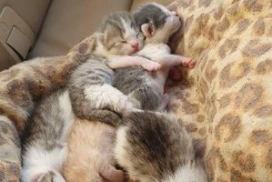 Prie tvenkinio tauragiškes pribloškė širdį veriantis radinys