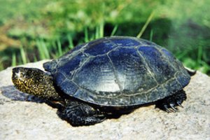 Karštos dienos gamtininkams: skuba užtikrinti saugumą Lietuvos balinių vėžlių jaunikliams