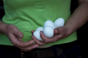 Jaunieji ūkininkai paraiškas dėl paramos jau gali teikti ir elektroniniu būdu