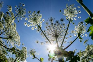 Sosnovskio barščio augimo vietoms pranešti – speciali mobilioji programėlė