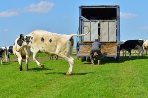 Dėl karščių stabdomas ūkinių gyvūnų pervežimas tolimais atstumais