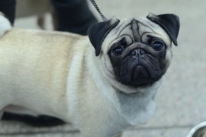 Priėmė griežtą sprendimą: populiarios veislės šunų veisimas bus apribotas