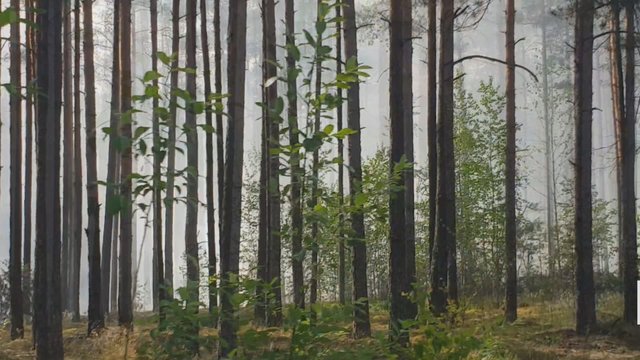 Šalia Vilniaus degė miškas, vos už šimto metrų – gyvenamieji namai