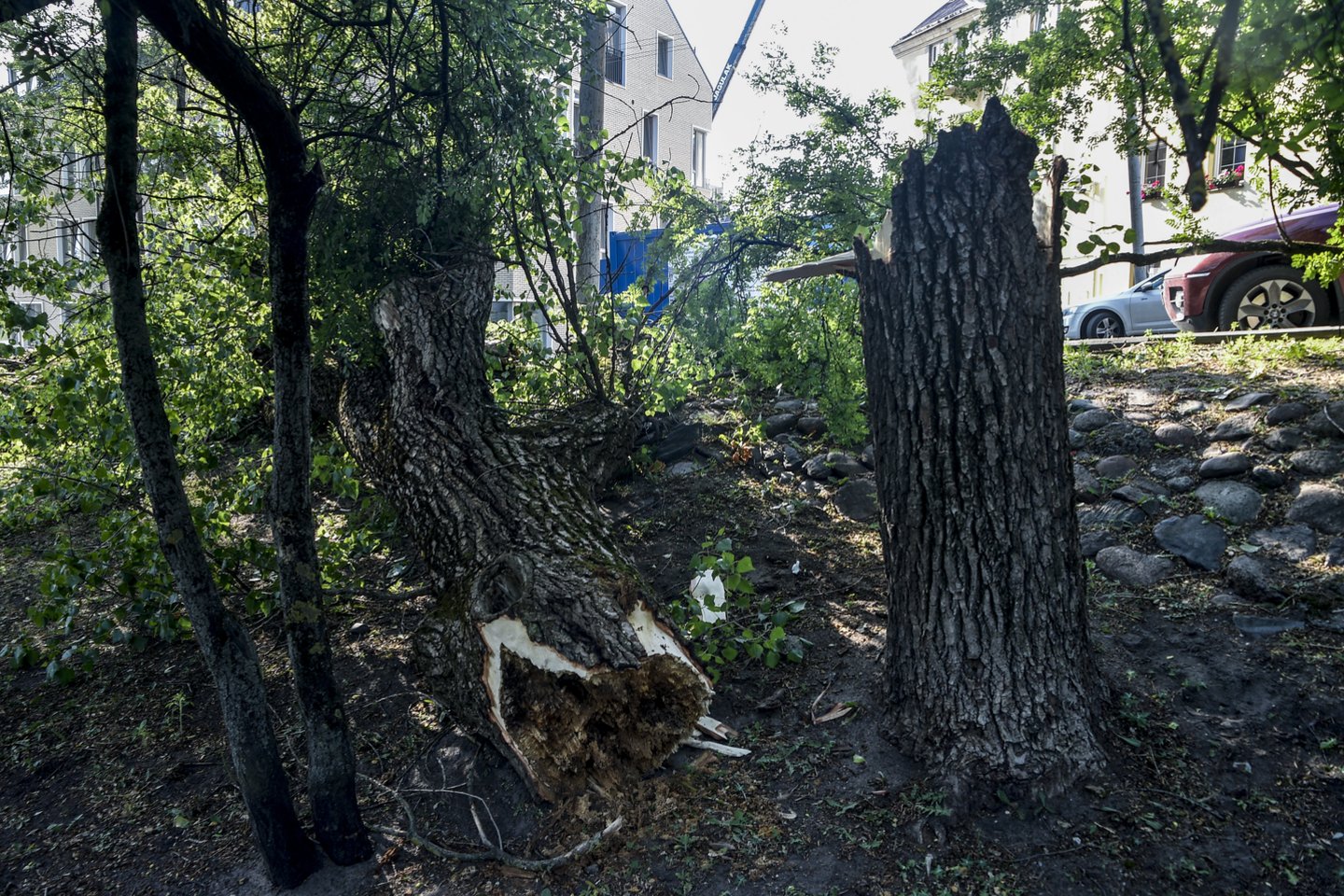 Vilniuje audra nulaužė medį, kuris užvirto ant automobilio.<br> V.Ščiavinsko nuotr.