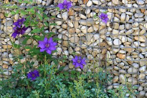 Gėlė gražuolė: truputis priežiūros, bet koks vaizdas!