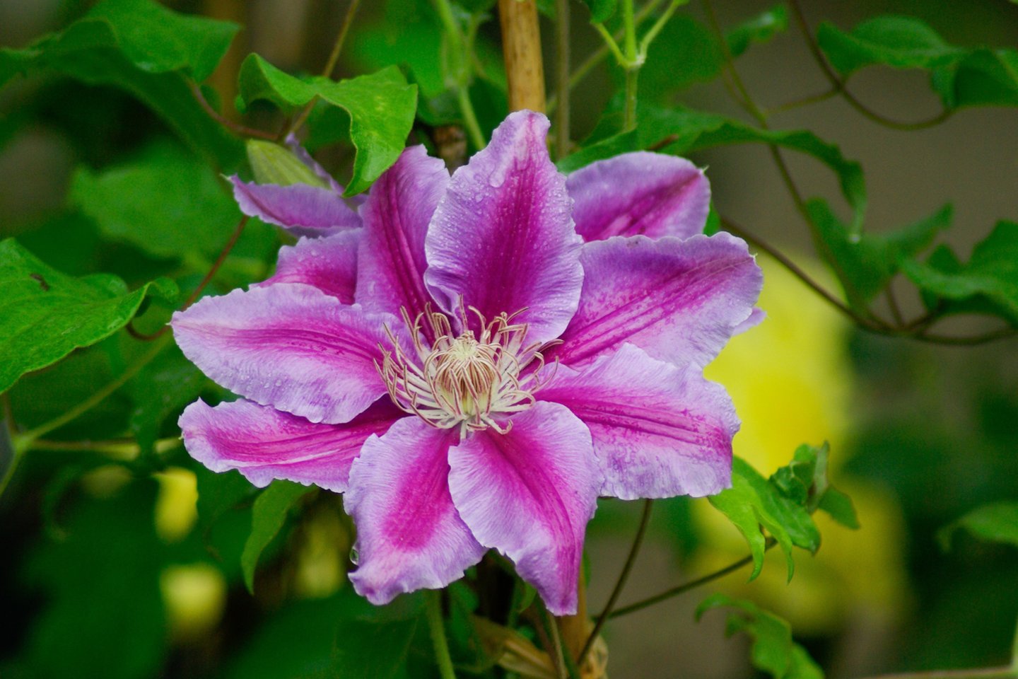 Raganės teisėtai gali vadintis sodo karalienėmis – labai nedaug vijoklinių augalų prilygtų joms žiedų įvairiaspalviškumu ir jų sandara.<br>Pixabay.com nuotr.