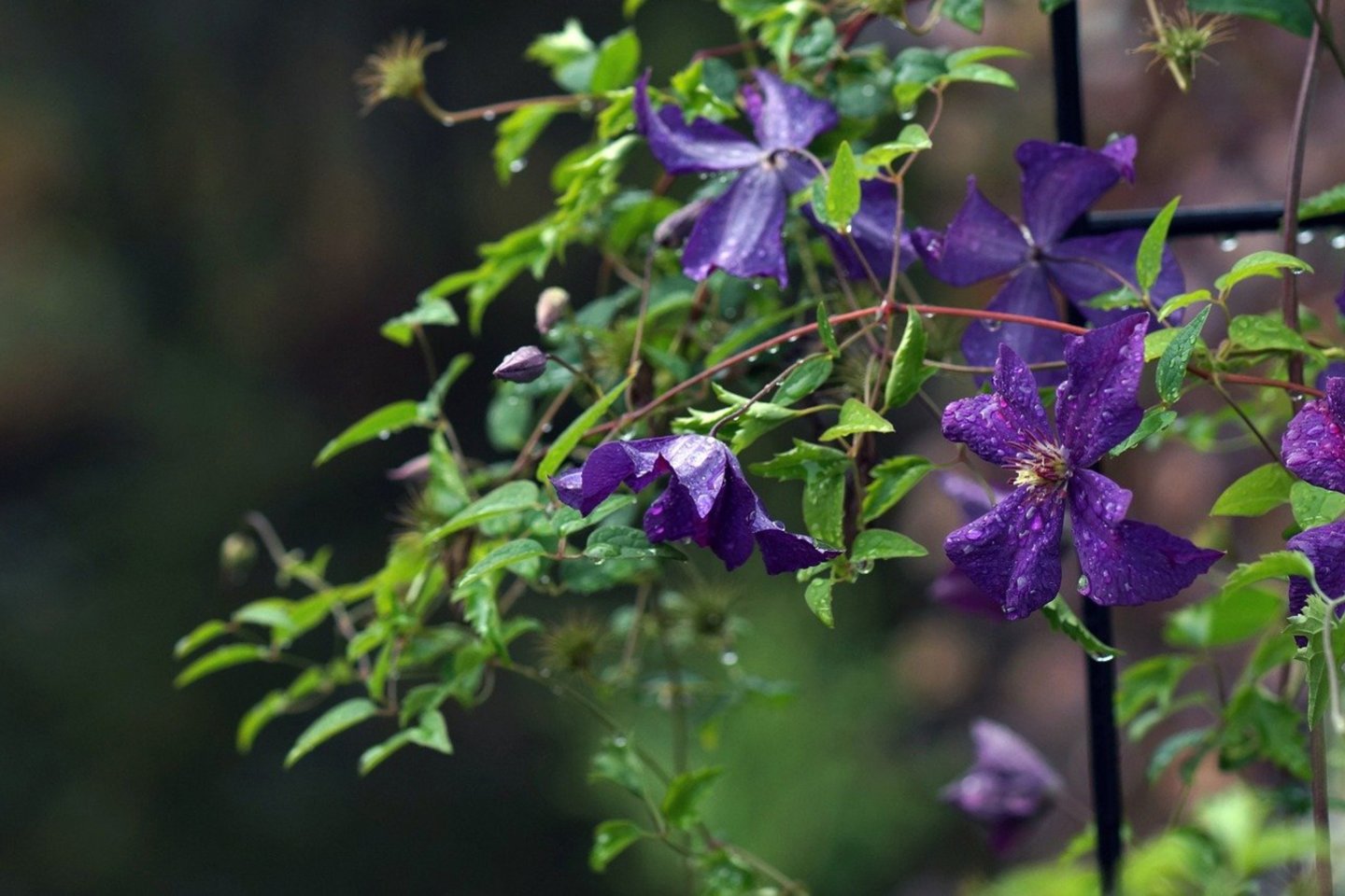 Raganės teisėtai gali vadintis sodo karalienėmis – labai nedaug vijoklinių augalų prilygtų joms žiedų įvairiaspalviškumu ir jų sandara.<br>Pixabay.com nuotr.
