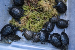 Iš Kauno į Dzūkiją iškeliavo krebždantis gyvasis krovinys