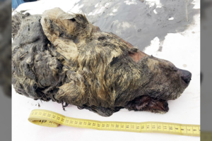 Įsimintinas pasivaikščiojimas: aptiko įspūdingo senovinio žvėries galvą