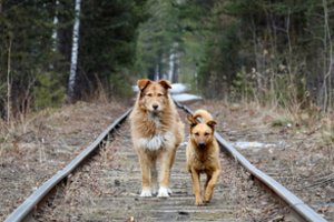 Rusijoje iš užsidegusios prieglaudos evakuota šimtai gyvūnų
