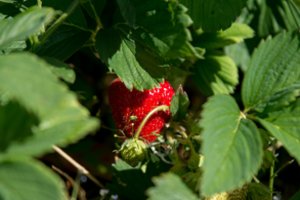 Lietuviškų braškių kainos krito kone perpus ir tai – ne pabaiga