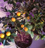 Apelsinai ir citrinos jūsų namuose – užsiauginti lengviau nei atrodė