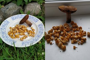 Po ketvirtadienį Žemaitiją užklupusio lietaus pasipylė grybai