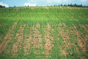 Dzūkijos ūkiams sausra kirto negailestingai – vaizdas vis kraupesnis