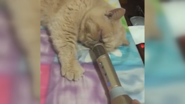 Katinas su mikrofonu sprogdina internetą – šeimininkė išgirdo daugiau, nei tikėjosi