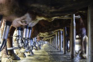 Pieno supirkimo kaina per mėnesį mažėjo, o metinė išaugo