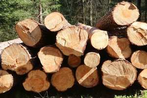 Vyriausybės atstovai siūlo netenkinti žaliųjų reikalavimo atšaukti sprendimą didinti miškų kirtimus