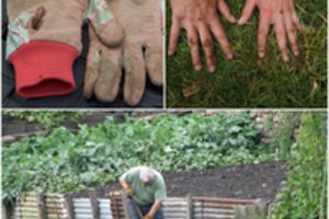 Tik kelios priemonės – ir niekas nė nesupras, kad plušote darže