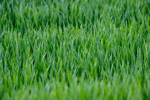 Ūkininkai gali patikrinti, ar supirkėjas patikimas ir mokus