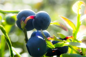 Mėlynės – ne tik miško uogos: kaip jas auginti ir prižiūrėti savo darže