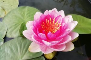 Augintojai džiaugiasi įspūdingais vandens lelijų žiedais – patarimai kitąmet norintiems tokių pačių