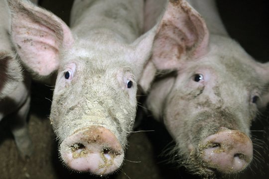 Dar vienas AKM protrūkis aptiktas Prienų rajone