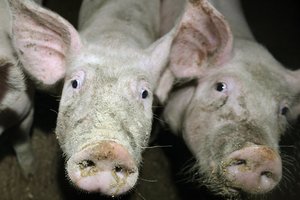 Dar vienas AKM protrūkis aptiktas Prienų rajone