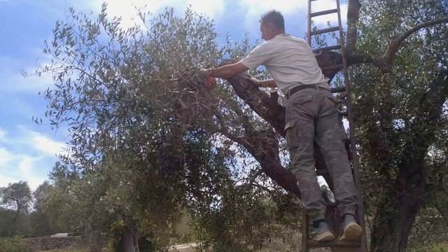 Nykstančių Pietų Italijos alyvmedžių vaizdai (I dalis)