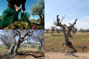 Alyvmedžių apokalipsė Italijoje: vaizdai – lyg po branduolinės katastrofos